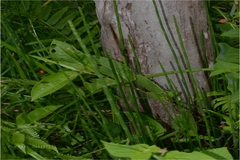 Equisetum ramosissimum